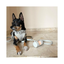 Correa para Perro Impermeable