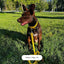 Set de Paseo para Perro con Collar Sol Andaluz