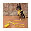 Correa para Perro Impermeable